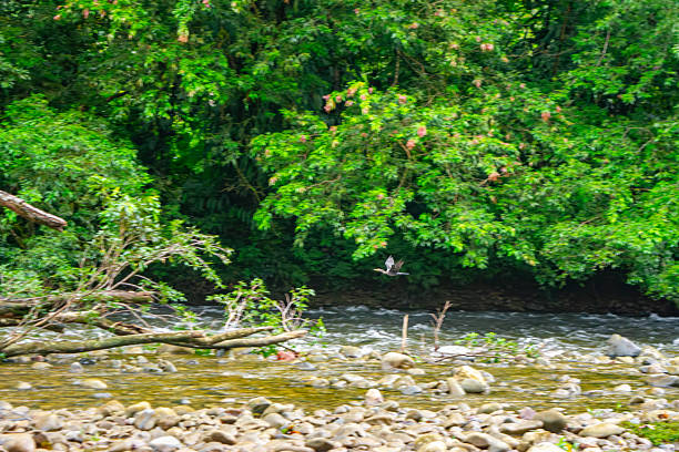 A serene riverbank scene in San Cipriano, Valle del Cauca, Colombia, showcasing vibrant greenery and flowing water.
