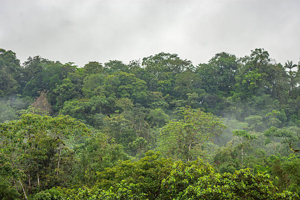istock Lush Forest Landscape in San Cipriano 2254416381