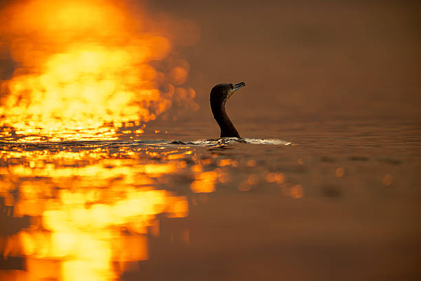 The great cormorant (Phalacrocorax carbo) is swimming during sunrise
