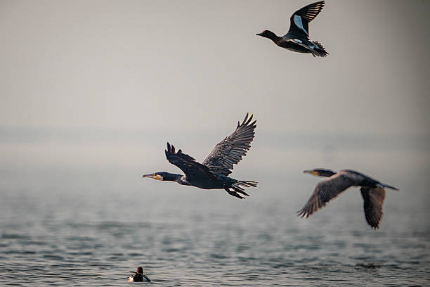 The great cormorant (Phalacrocorax carbo) is flying