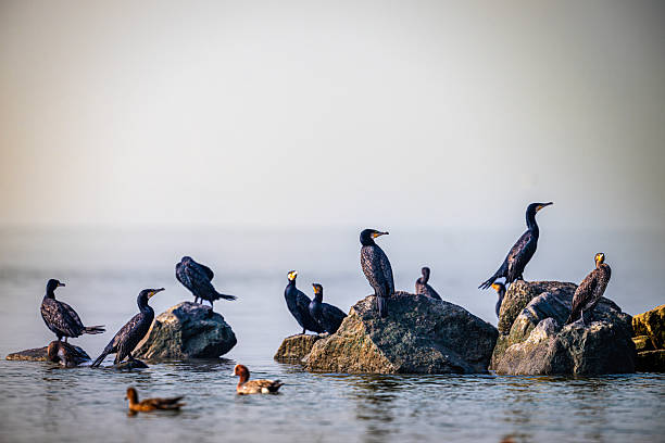 The great cormorant (Phalacrocorax carbo) stand in the rock