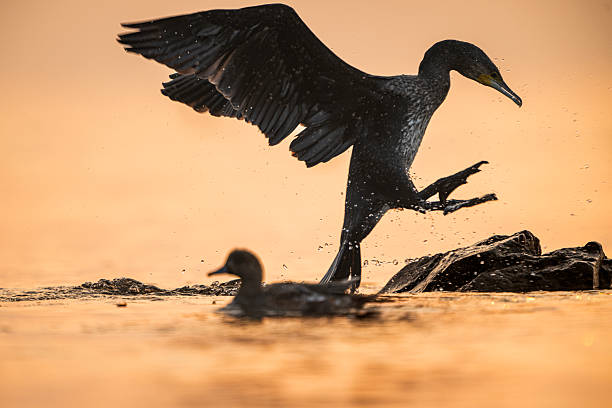 The great cormorant (Phalacrocorax carbo) is stand in rock during sunrise