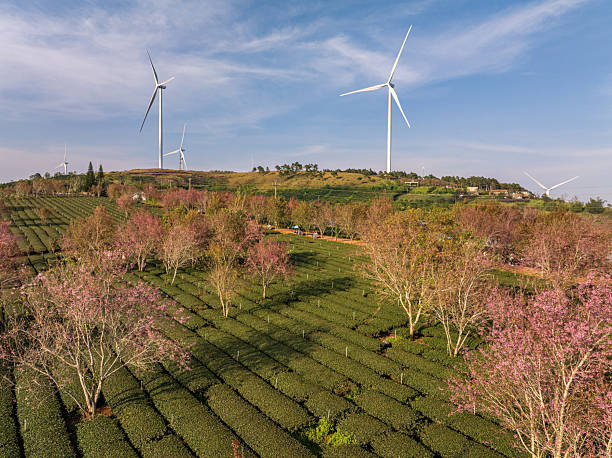 istock Wind turbines on Cau Dat tea hill 2254418087