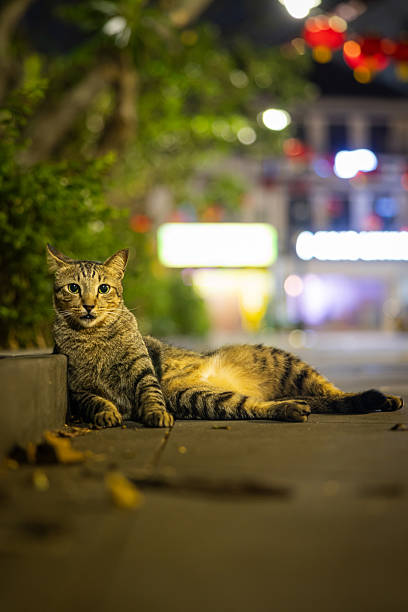 istock Tabby cat is lying on the street. 2254421571