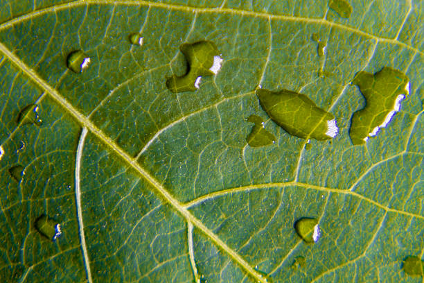 Close-up macro of a green leaf covered with fresh raindrops after rainfall, showcasing natural botanical texture, refreshing summer foliage, and lush outdoor detail.