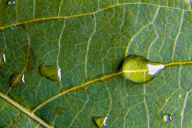istock Close-up macro of a green leaf covered with fresh raindrops 2254421674