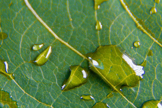 istock Close-up macro of a green leaf covered with fresh raindrops 2254421688