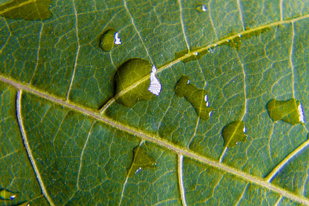 Close-up macro of a green leaf covered with fresh raindrops after rainfall, showcasing natural botanical texture, refreshing summer foliage, and lush outdoor detail.