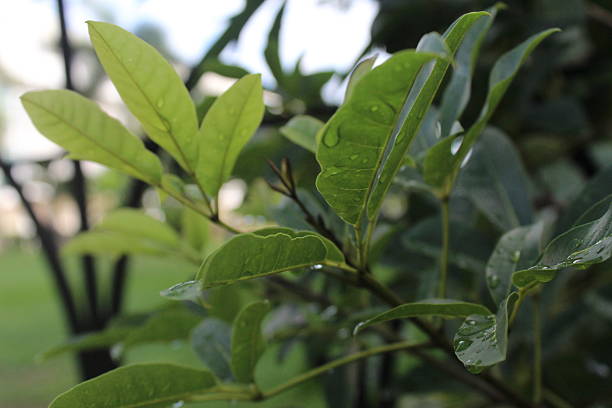 istock Green tree leaves illuminated in an epic way by sunlight 2254422276