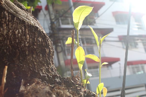 Green tree leaves illuminated in an epic way by sunlight