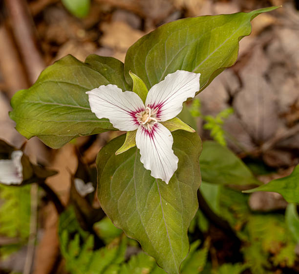 istock Looking Down On Painted Trillium In Great Smoky Mountains 2254422405
