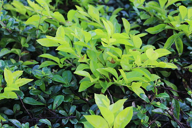 istock Green tree leaves illuminated in an epic way by sunlight 2254422424