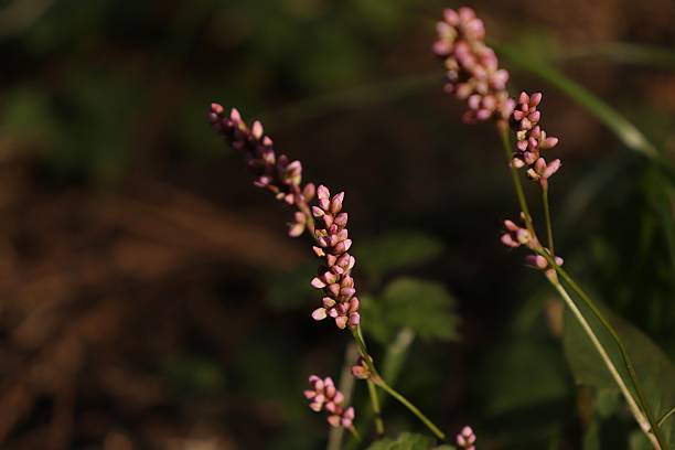 istock Delicate Pink Flower Buds in Soft Golden Light 2254422464
