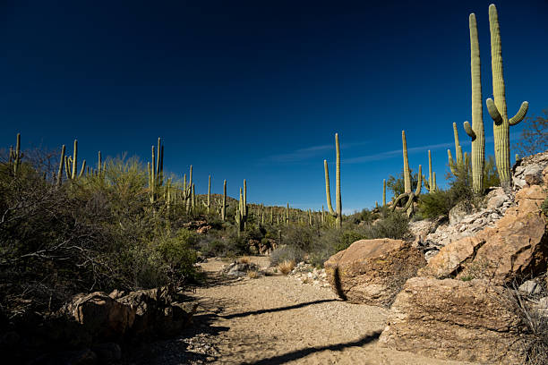 istock Sandy Wash Cuts Through Plants and Rocks in Saguaro 2254422609