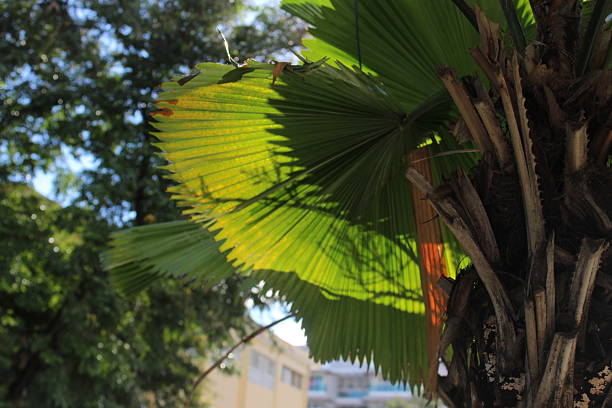 Green leaves illuminated in an epic way by sunlight