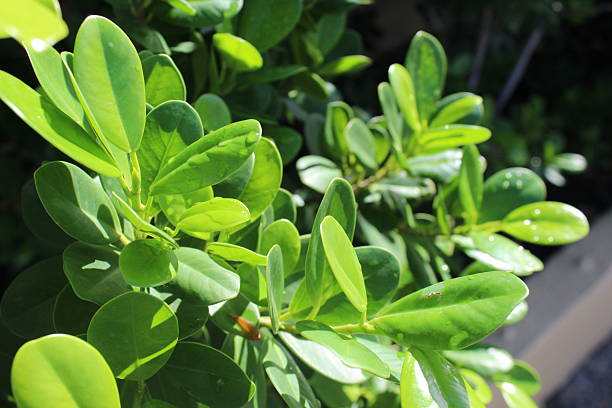 Green leaves illuminated in an epic way by sunlight