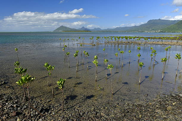 The beautiful nature reserve which is replanting Mangrove plants to protect the coast from Cyclone weather.