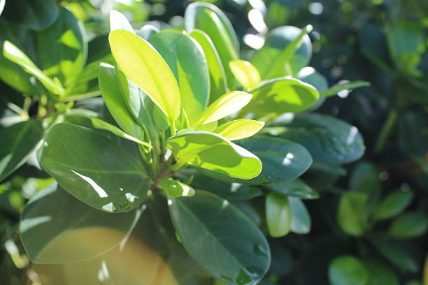 Green leaves illuminated in an epic way by sunlight
