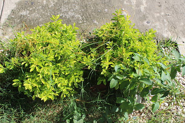 Green leaves illuminated in an epic way by sunlight