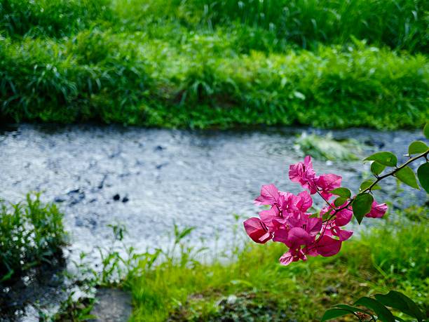 beautiful Bougainvillea flowers with a stream of water in the background
