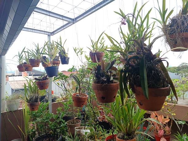 istock Orchids are planted in pots 2254427035