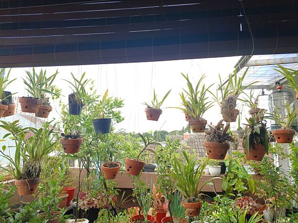 istock Orchids are planted in pots 2254427036