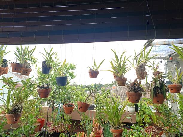 istock Orchids are planted in pots 2254427171