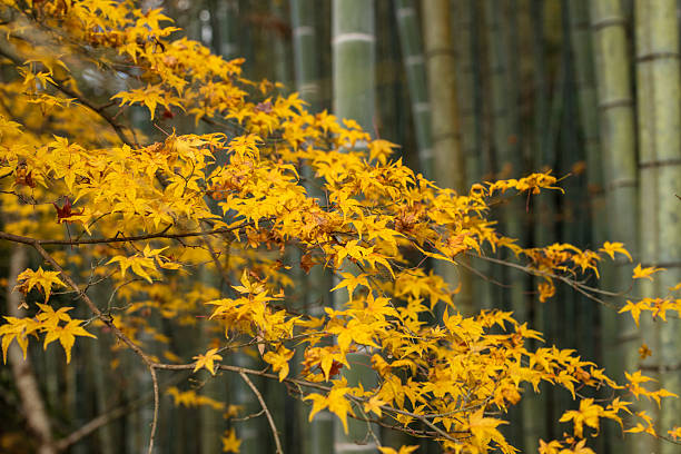Vibrant golden Japanese maple leaves glow brightly against a soft, blurred backdrop of tall bamboo stalks, capturing the essence of autumn in a serene Japanese garden setting.