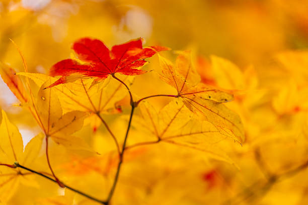 Vibrant autumn maple leaves ablaze in warm golden hues, with a striking red leaf creating a beautiful focal point amidst the soft, sunlit fall foliage. A stunning display of nature's seasonal