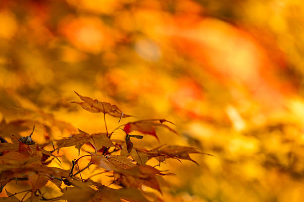 Looking up at maple leaves in autumn