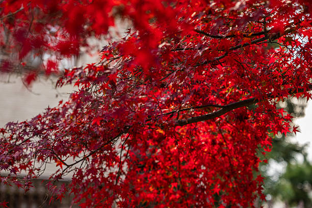 istock Vibrant autumnal foliage 2254427413