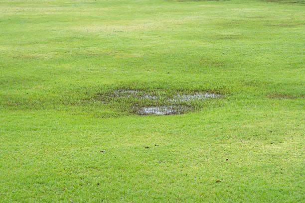 istock Grass Died becauseYard Drainage Problems and Waterlogged lawns. 2254428116