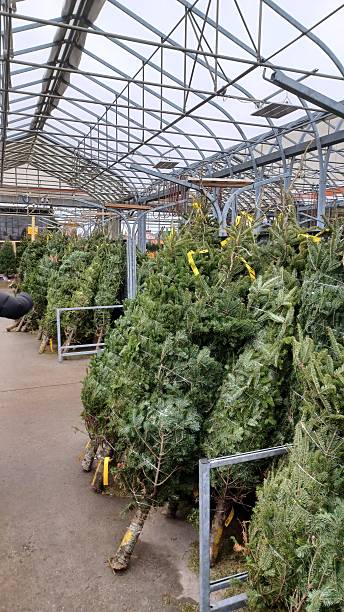 istock Fresh cut natural Christmas trees for sale 2254428242