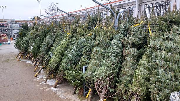 istock Fresh cut natural Christmas trees for sale 2254428244