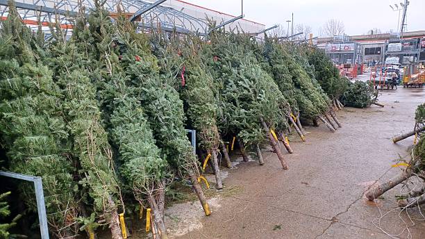 istock Fresh cut natural Christmas trees for sale 2254428977