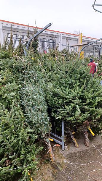 istock Fresh cut natural Christmas trees for sale 2254428985