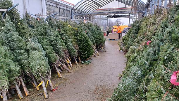 istock Fresh cut natural Christmas trees for sale 2254428986