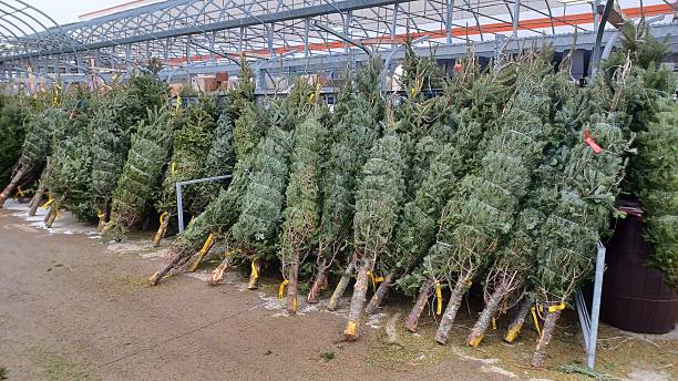 istock Fresh cut natural Christmas trees for sale 2254428987