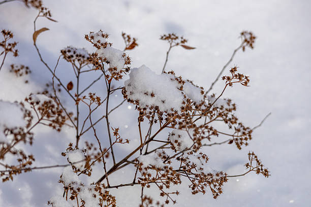 istock Texture background of snow drifting over spirea bushes 2254429019