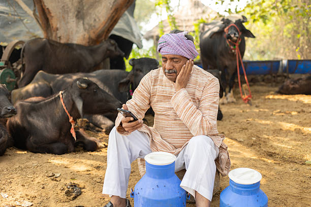 Unhappy concern senior indian dairy farmer using smart phone. Digital india.