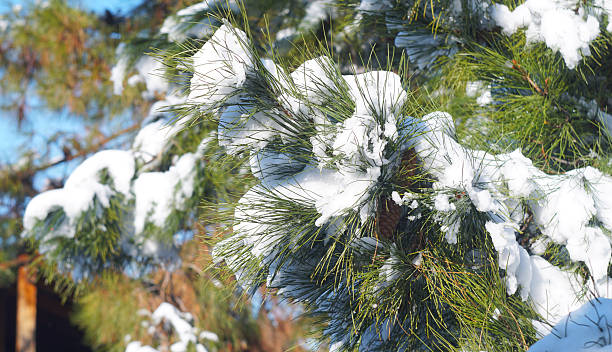 istock Pine cones are visible on a pine branch 2254434190