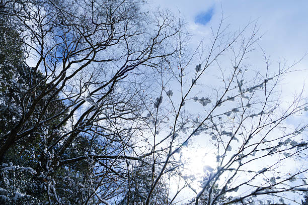Winter, dead trees with snow, lonely atmosphere