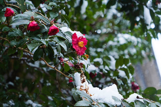 Red camellia covered with snow in winter
