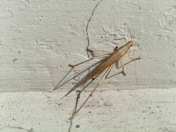 Brown tipped Conehead katydid resting on a textured white wall. It has a slender, elongated tan body, long antennae, and spindly legs, perfectly camouflaged for dry grass.