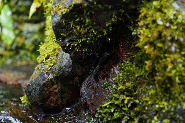 Winter, meltwater flowing from moss-covered rocks