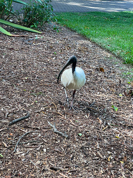 istock Australian White Ibis walking on garden mulch in a park 2254436002