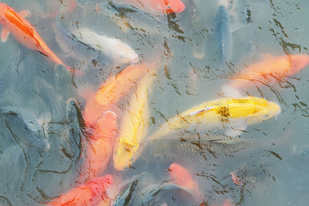 colorful koi fish swimming in pond