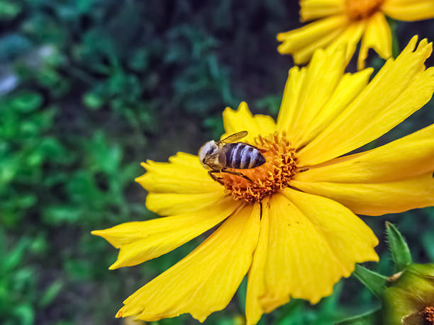 A diligent bee gathers nectar from a radiant Coreopsis lanceolata flower, its yellow petals glowing against a lush green backdrop. A vivid snapshot of nature harmony, perfect for pollination and floral photography