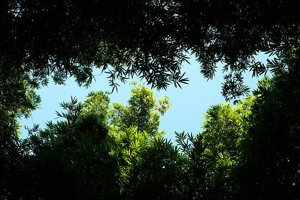 A dramatic upward-looking view captures a dense tropical jungle canopy framing a clear blue sky. The photograph is dominated by lush, vibrant green leaves of various shapes and sizes, creating a natural, irregular frame around the central opening. Bright sunlight streams through this central gap, illuminating the edges of the leaves and creating a strong contrast between the shaded green canopy and the brilliant sky. The composition emphasizes depth, seclusion, and the awe-inspiring scale of the rainforest, ideal for adventure, travel, ecology, and concept of freedom.