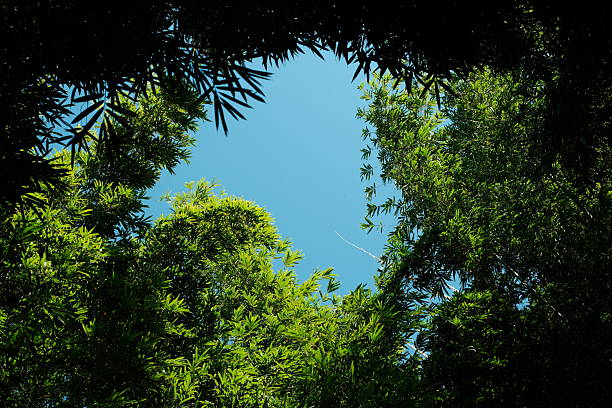 A dramatic upward-looking view captures a dense tropical jungle canopy framing a clear blue sky. The photograph is dominated by lush, vibrant green leaves of various shapes and sizes, creating a natural, irregular frame around the central opening. Bright sunlight streams through this central gap, illuminating the edges of the leaves and creating a strong contrast between the shaded green canopy and the brilliant sky. The composition emphasizes depth, seclusion, and the awe-inspiring scale of the rainforest, ideal for adventure, travel, ecology, and concept of freedom.